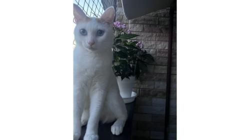 外にいる猫