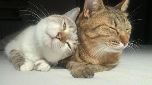 2匹の猫