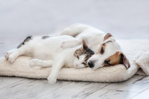 寄り添い合う猫と犬