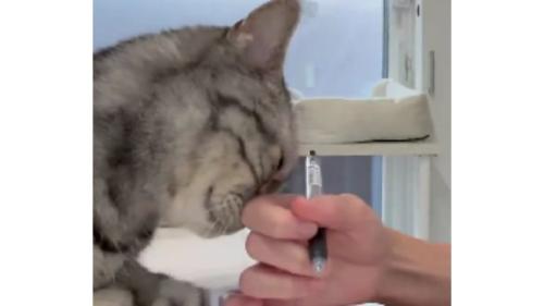 女性の手と猫