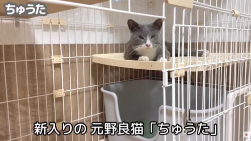 テロップ「新入りの元野良猫~」