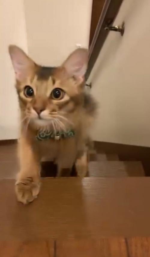 階段を登り切った猫