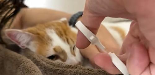 猫の様子
