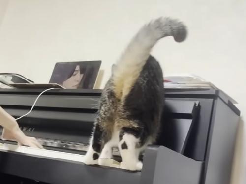 ピアノの上の猫