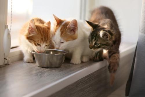 ひとつの器で食べる子猫たち