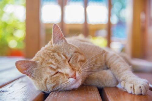眠る猫