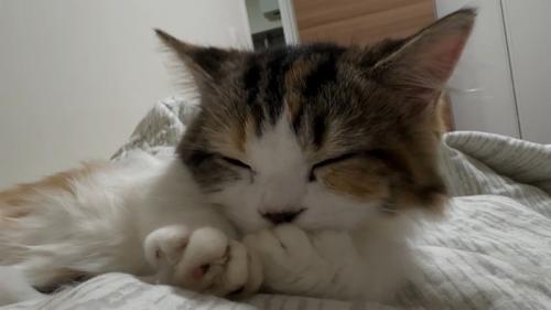 ふみふみタイム中の猫さん