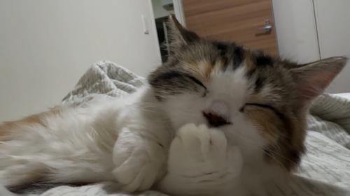 ふみふみタイム中の猫さん