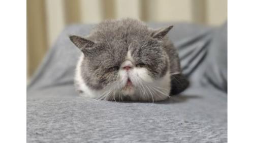 眠る猫