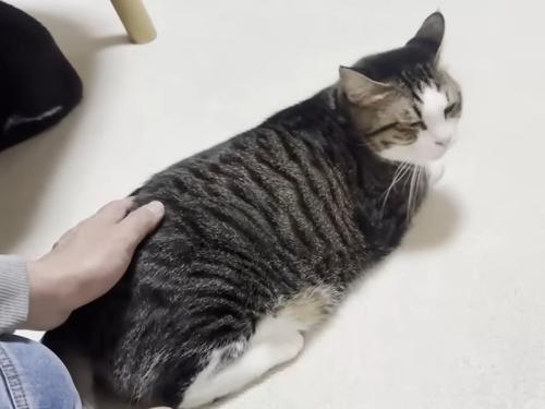 撫でられる猫