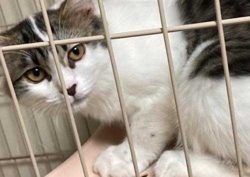 ケージ内で伏せる子猫
