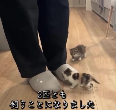 スリッパに駆け寄る2匹の猫
