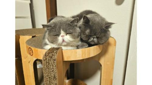 眠る猫