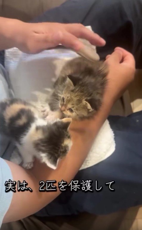 2匹の子猫