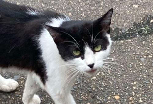 見上げる猫