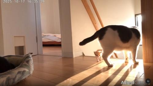 階段から離れる子猫
