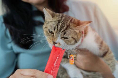 おやつをもらう猫