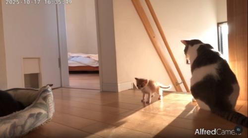 階段から離れる子猫