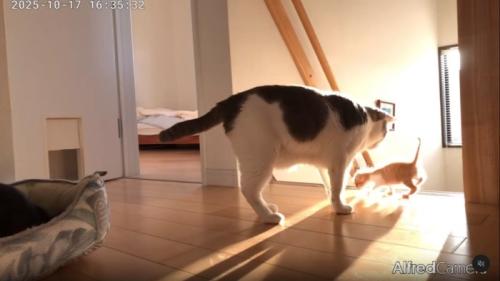 子猫を誘導する猫
