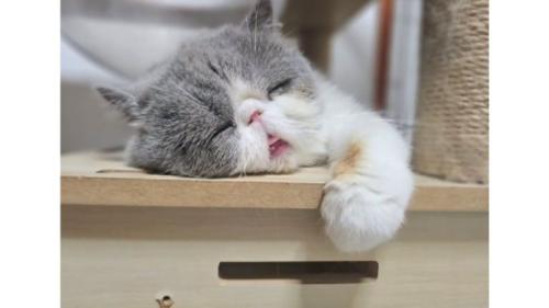 眠る猫