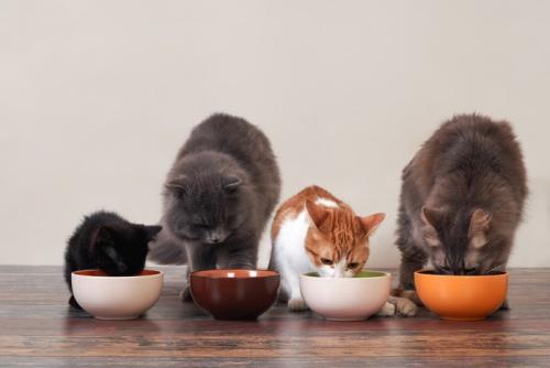 ボウルでごはんを食べる4匹