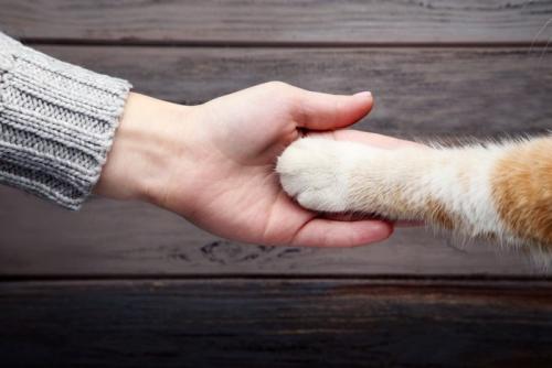 猫と重ね合わせる手
