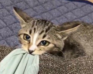 真剣に飼い主を見つめる猫