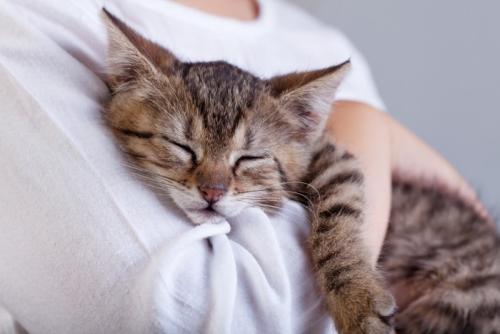 気持ちよさそうに抱っこされている猫