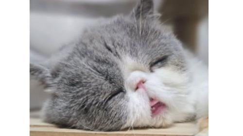 眠る猫
