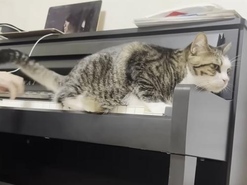 ピアノに座り込む猫
