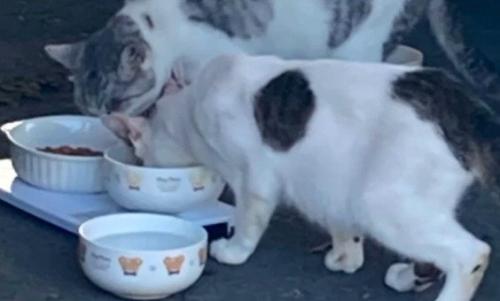 ご飯を食べる2匹の猫