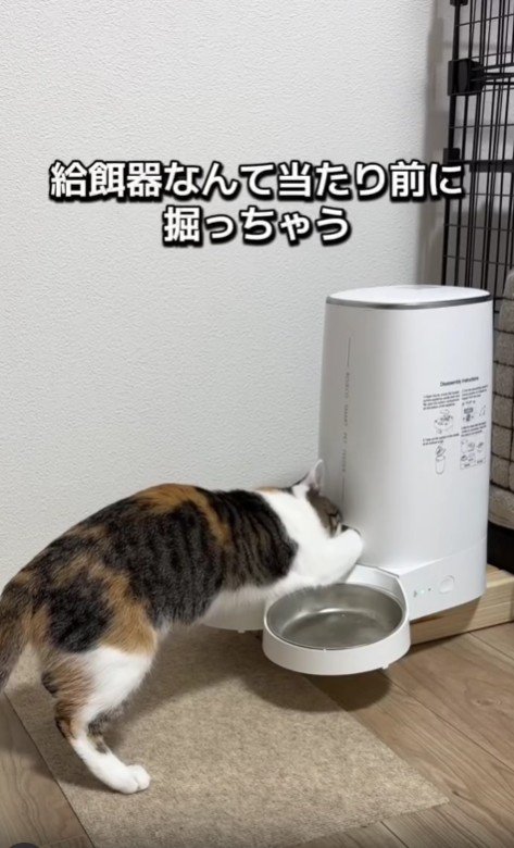 給餌器を掘る猫