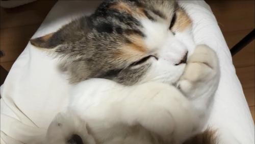 ふみふみタイム中の猫さん