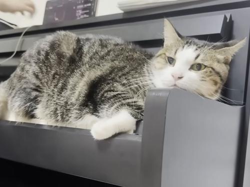 ピアノの上に寝そべる猫