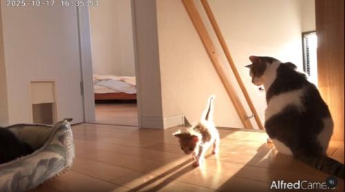 見守る猫