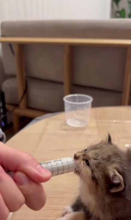 ミルクを飲む子猫