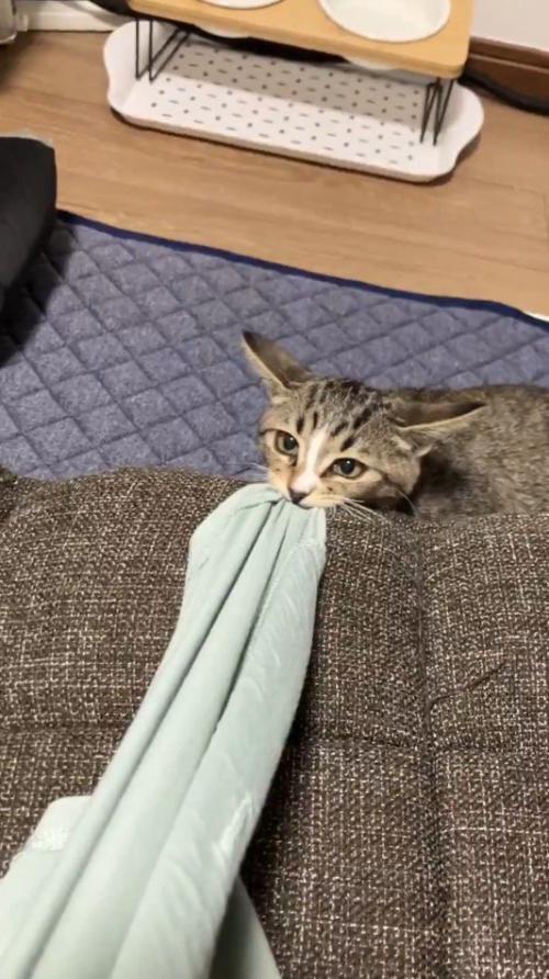 飼い主の服の裾を咥える猫