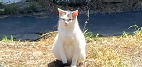 外で座る猫
