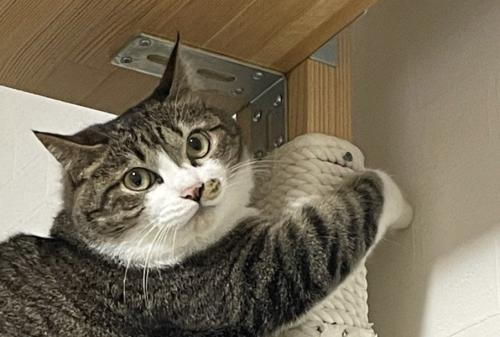 キャットタワーにしがみつくキジ白猫の表情