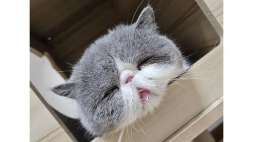 眠る猫