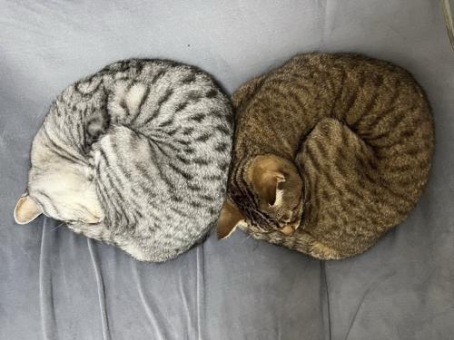 双子猫のベーグル