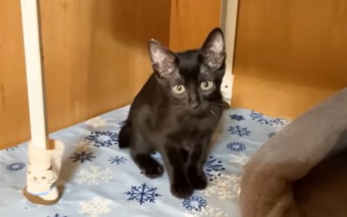 猫の様子