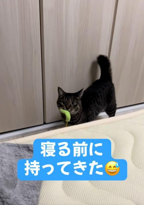 猫じゃらしを咥えている猫