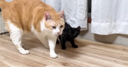 猫の様子