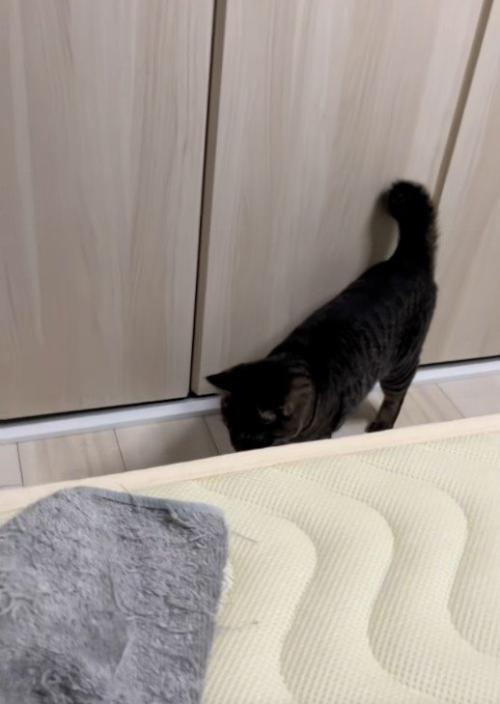 床を見ている猫