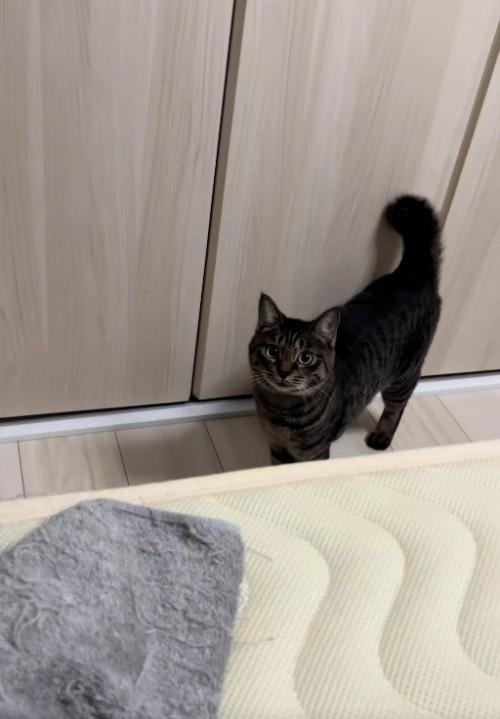 人を見ている猫