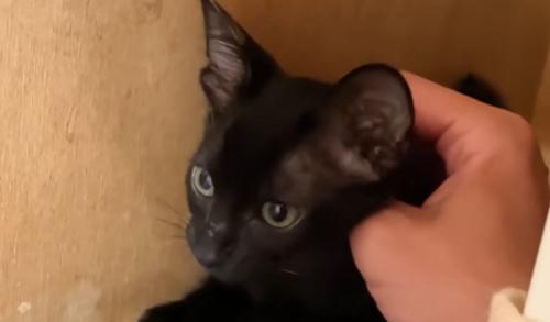 猫の様子