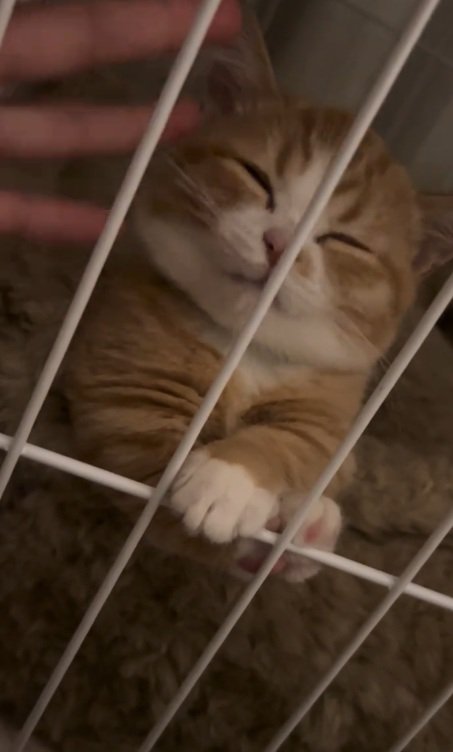 ケージの中でほっぺをなでられて目を細める子猫