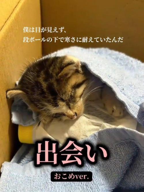 タオルに包まれる子猫
