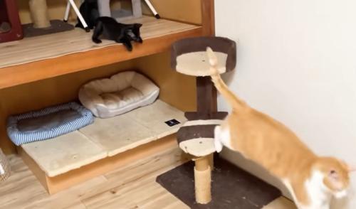 猫の様子